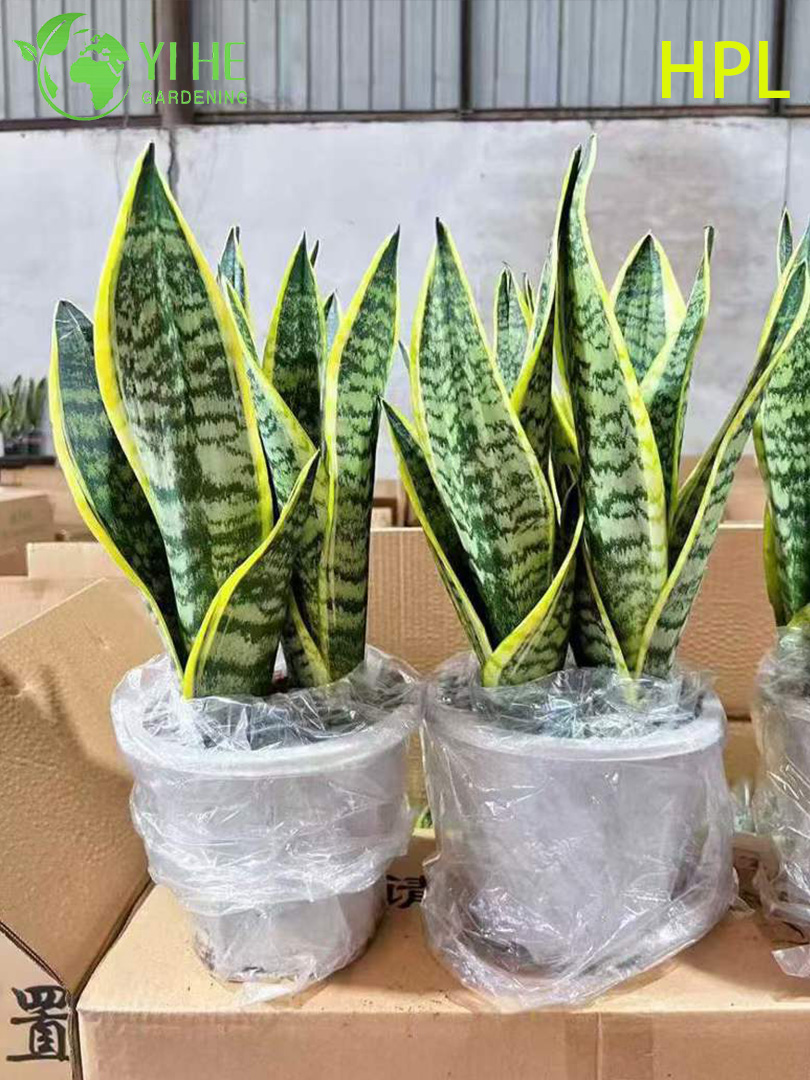 Вечнозеленое растение Sansevieria Trifasciata Snake для внутреннего декора