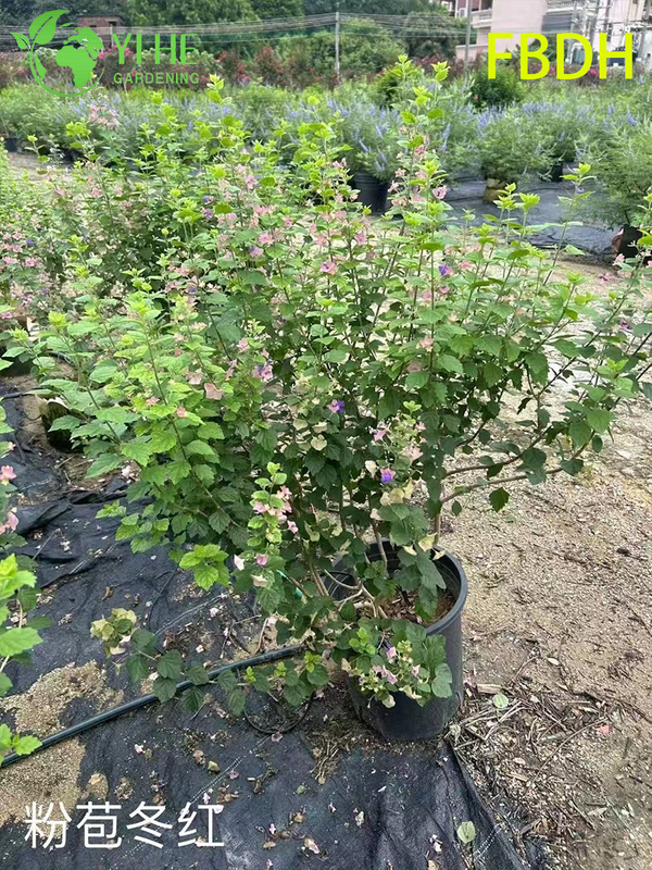 Bractée rose de qualité supérieure, arbuste rouge d'hiver, plante ornementale de qualité d'exportation en gros