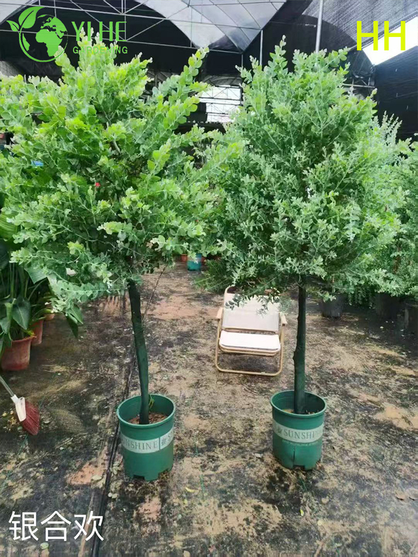 Gro&szlig;handel Exportqualit&auml;t Albizia Julibrissin Zierbl&uuml;hender Baum