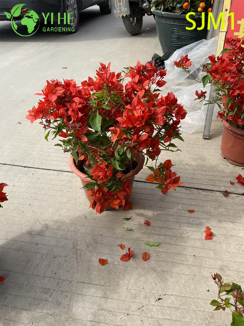 Toptan Saksı Begonvil Canlı Bitkiler Renkli &Ccedil;i&ccedil;ekli Bah&ccedil;e Bonsai