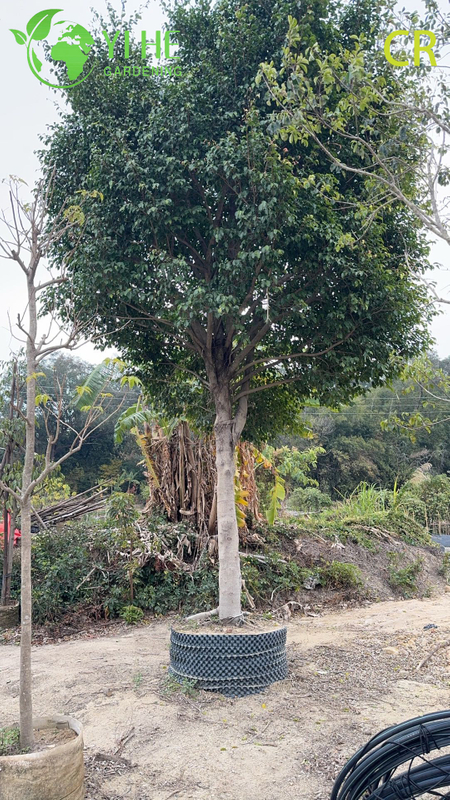 Purificateur d'air d'usines de feuillage vert de plantes d&eacute;coratives en pot de figue d'int&eacute;rieur