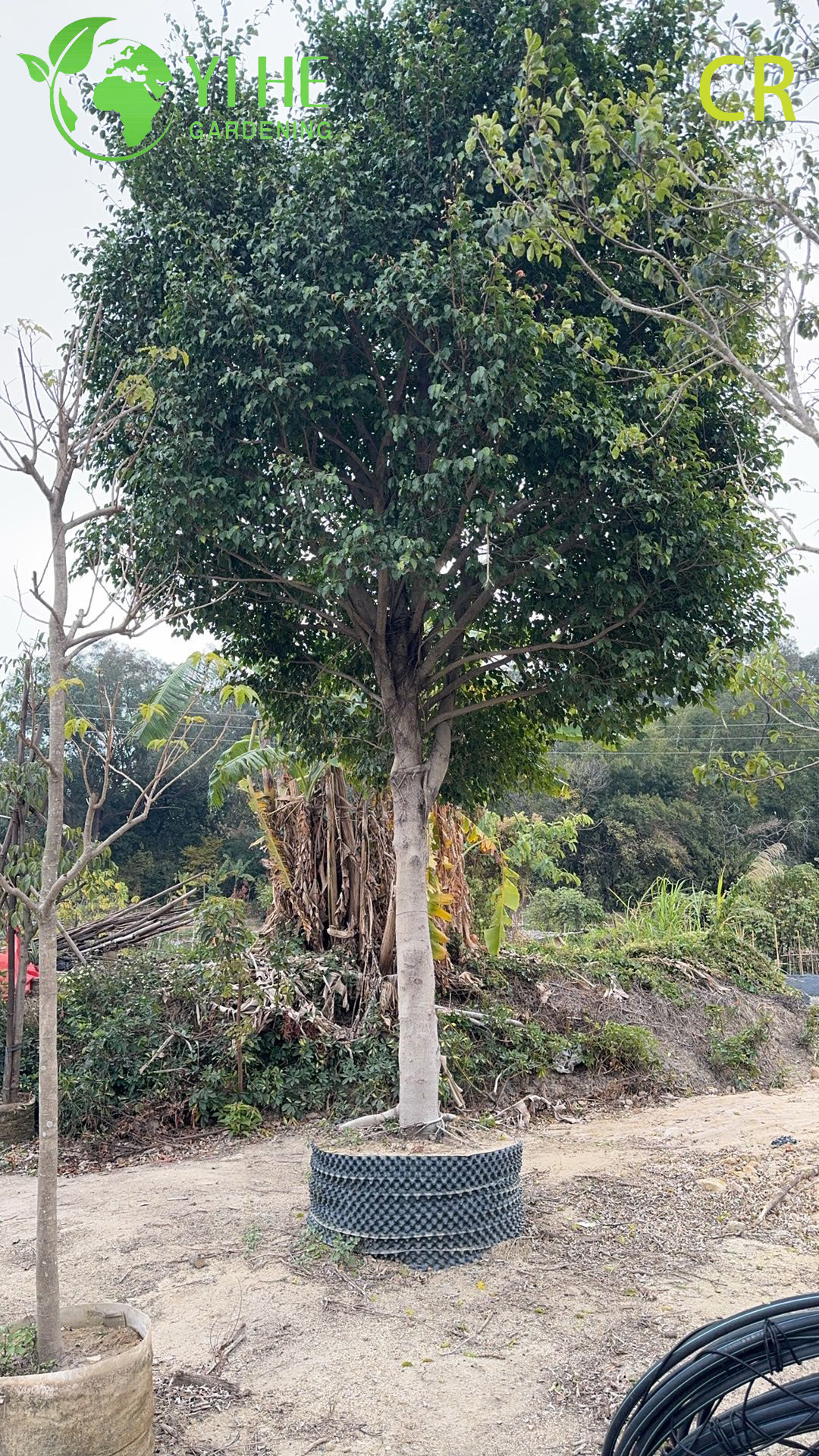 इनडोर अंजीर गमले में लगे सजावटी पौधे, हरे पत्ते वाले पौधे, वायु शोधक