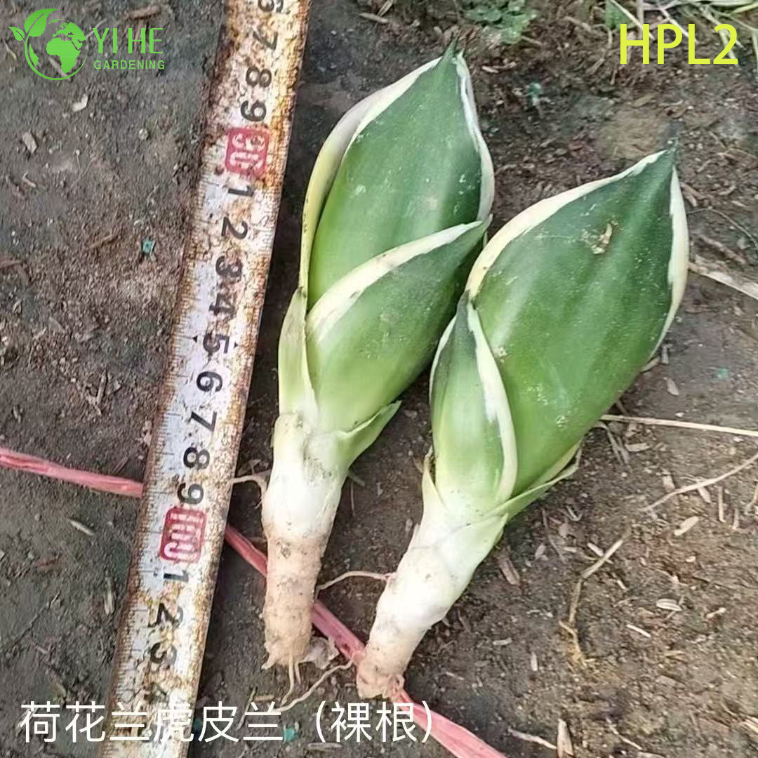 Plante de serpent nain Hahnii Bird’s Nest Plante d’int&eacute;rieur &agrave; rosette vivante