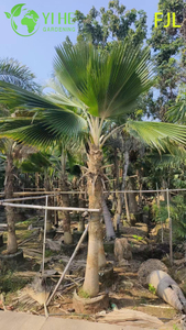 Toptan Fiji Palmiyesi (Pritchardia Pacifica) - B&uuml;y&uuml;k Yaprak D&ouml;kmeyen Palmiyeler