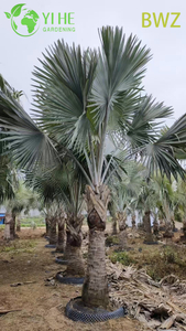 Venta al por mayor para paisajismo al aire libre, decoración de jardines y proyectos comerciales