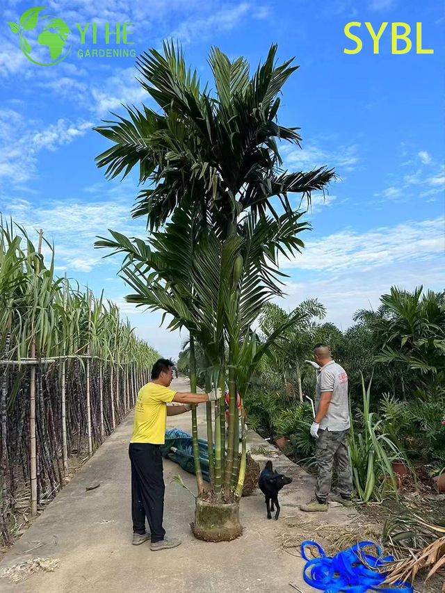 Areca Triandra (palmier b&eacute;tel &agrave; trois m&eacute;dicaments) en gros - Palmiers &agrave; feuilles persistantes agglom&eacute;rants