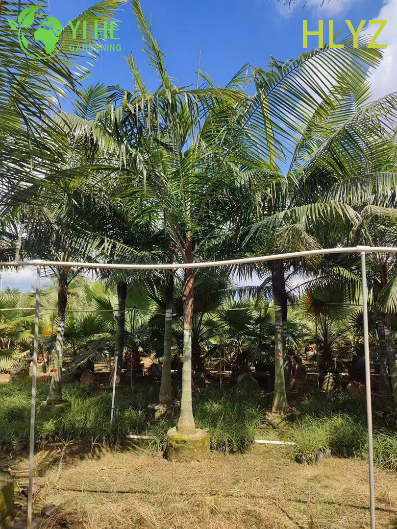 الجملة النخيل ذو الياقة الحمراء (Dypsis Leptocheilos) - أشجار النخيل دائمة الخضرة الزينة