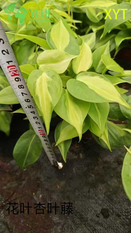 الجملة Syngonium Podophyllum النباتات بوعاء لديكور أوراق الشجر الزائدة في الأماكن المغلقة