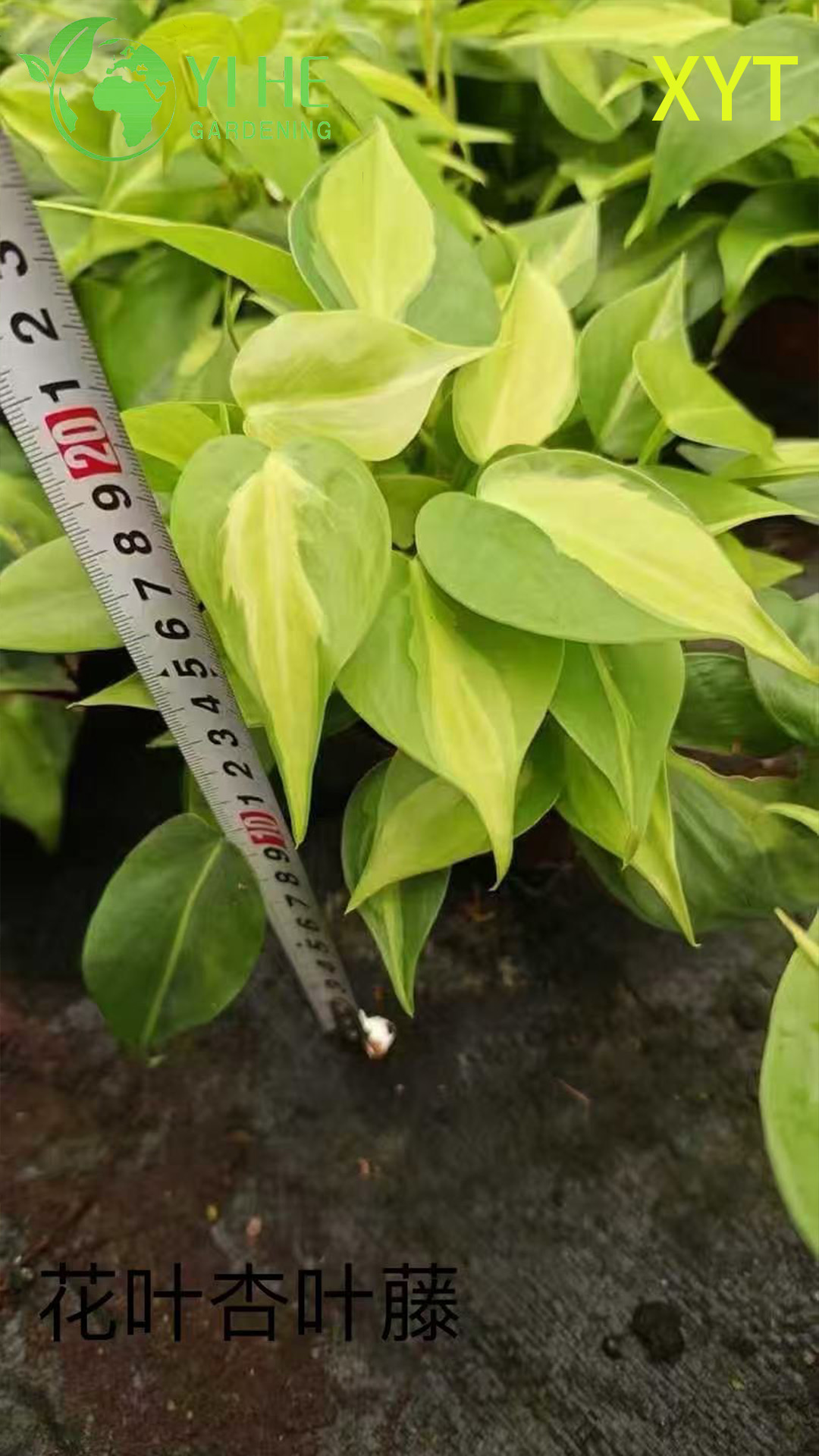 الجملة Syngonium Podophyllum النباتات بوعاء لديكور أوراق الشجر الزائدة في الأماكن المغلقة