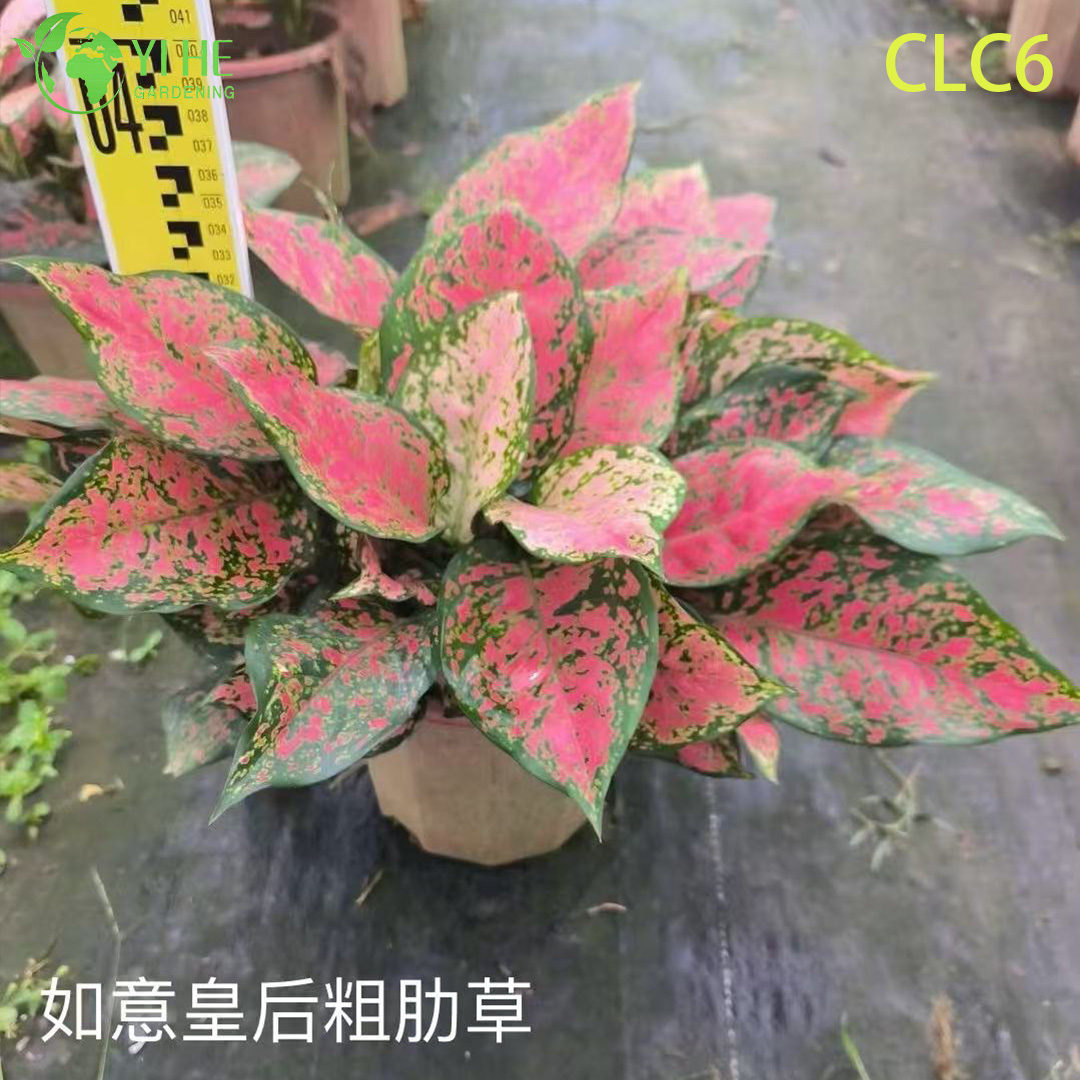 Plantas de Aglaonema al por mayor - Follaje tropical de interior para decoraci&oacute;n de oficina en el hogar