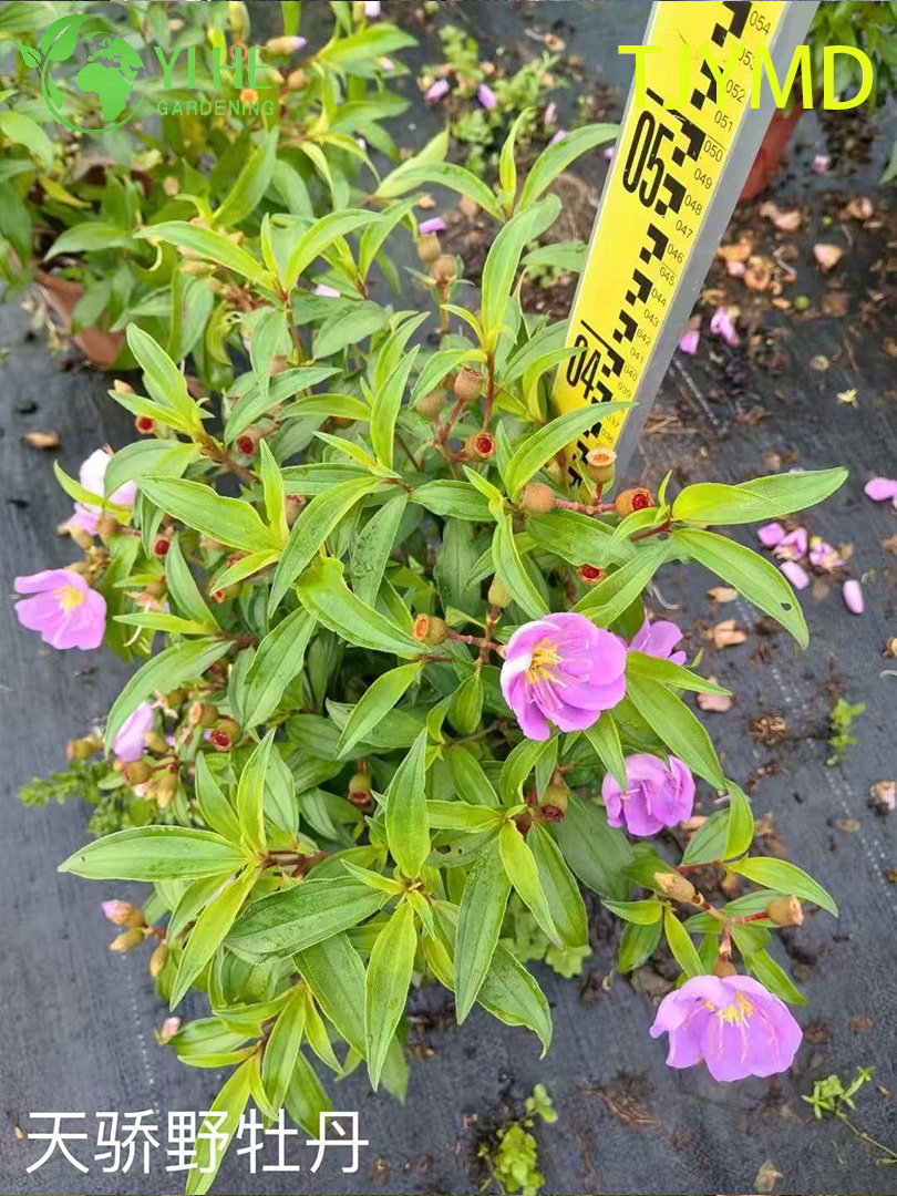 الجملة نباتات Tibouchina 'Tianjiao' بوعاء للديكور الخارجي على شكل زهرة أرجوانية استوائية