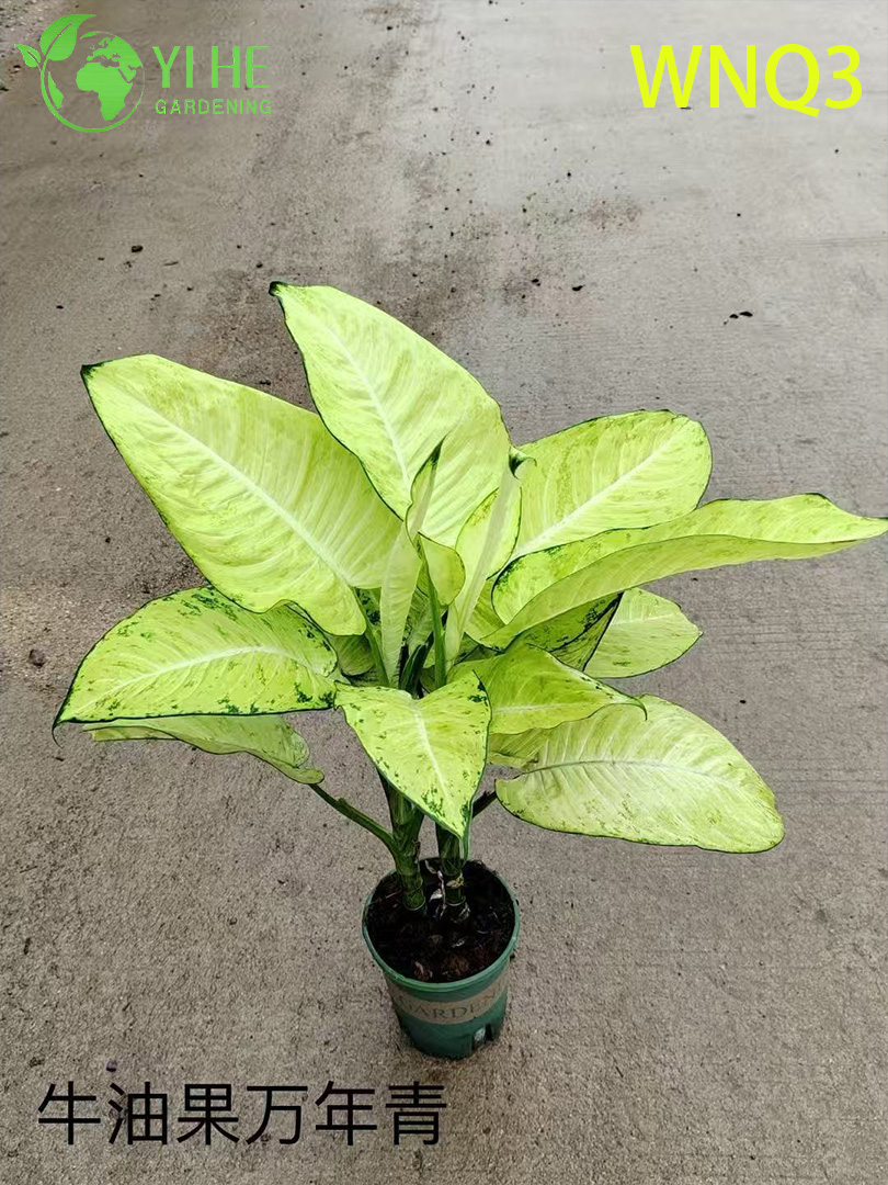 Plantes &agrave; feuilles persistantes de qualit&eacute; sup&eacute;rieure pour la vente en gros - Feuillage tropical d&eacute;coratif int&eacute;rieur et ext&eacute;rieur