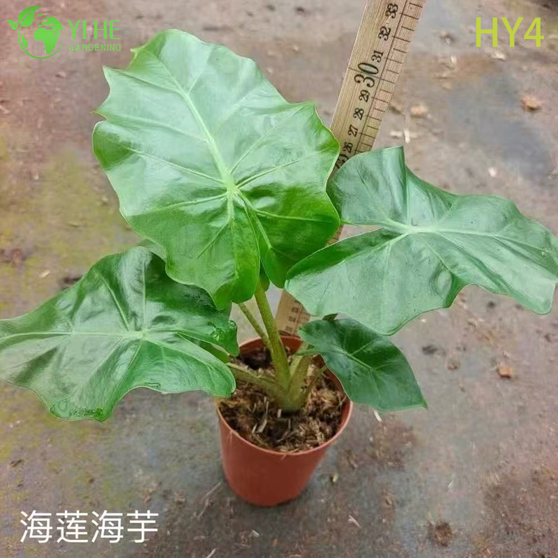 Крупногабаритные растения тропической алоказии премиум-класса на оптовый экспорт