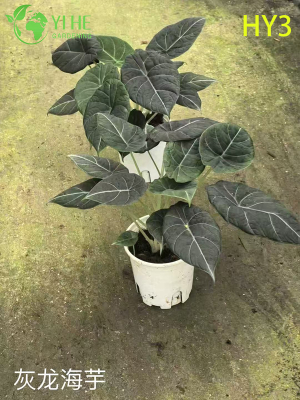 Premium Large - Leaf Alocasia-planten voor groothandel, export, decoratie en landschapsarchitectuur