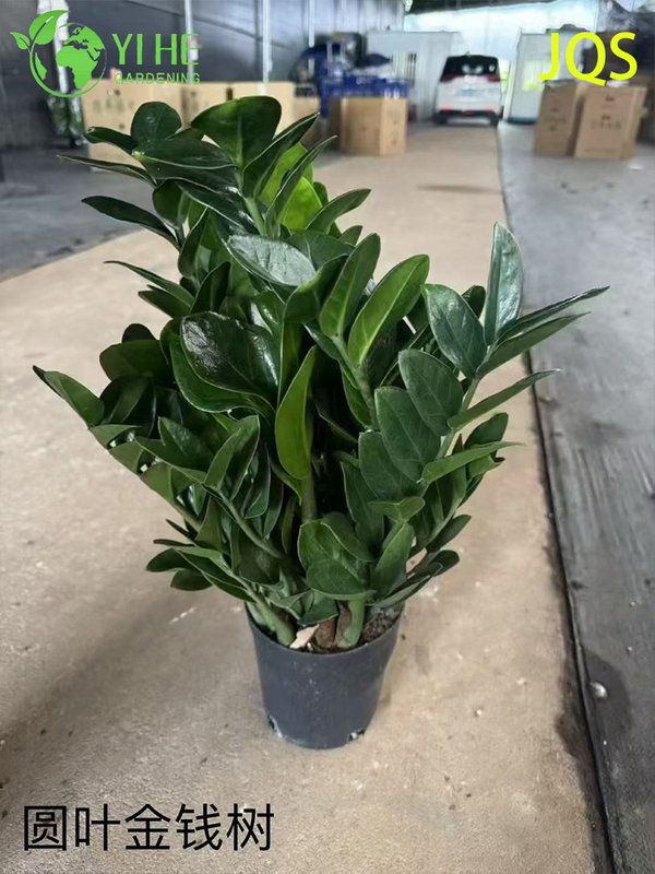 실내 유지 관리가 적은 장식을 위한 도매 Zamioculcas Zamiifolia 화분