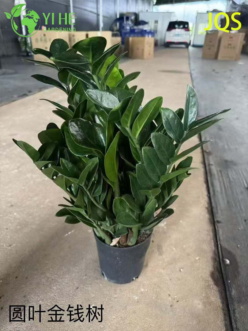 屋内低メンテナンス装飾用の卸売 Zamioculcas Zamiifolia 鉢植え植物