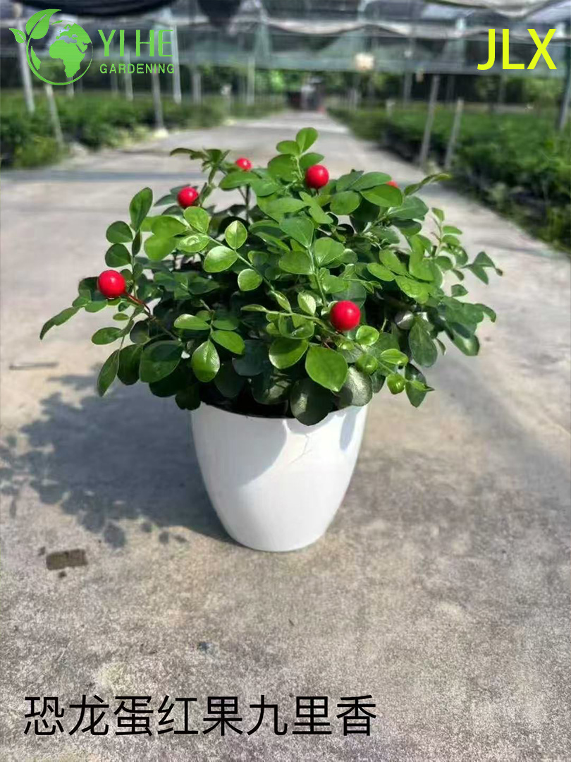 Piante in vaso Murraya Paniculata all'ingrosso per decorazioni floreali profumate per interni ed esterni