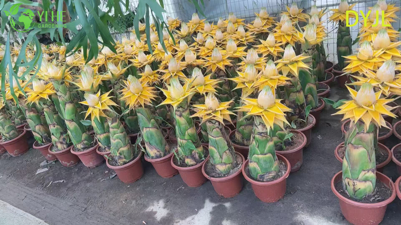 B&aacute;n bu&ocirc;n c&acirc;y trồng trong chậu Musella Lasiocarpa để trang tr&iacute; s&acirc;n vườn nhiệt đới ngo&agrave;i trời