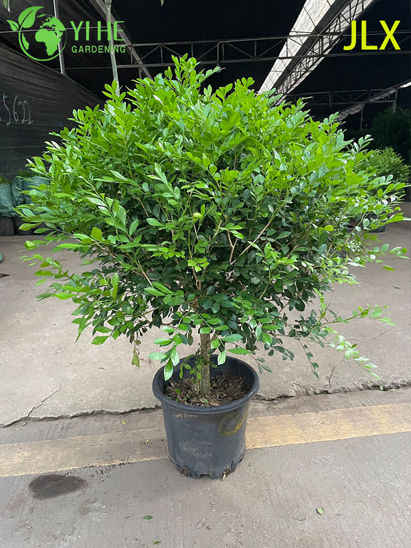 គ្រឿងលម្អ Potted Murraya exotica L. សម្រាប់រោងចក្រនាំចេញ