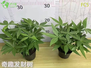 Piante in vaso di Pachira Aquatica all'ingrosso per interni, ufficio e decorazioni per la casa
