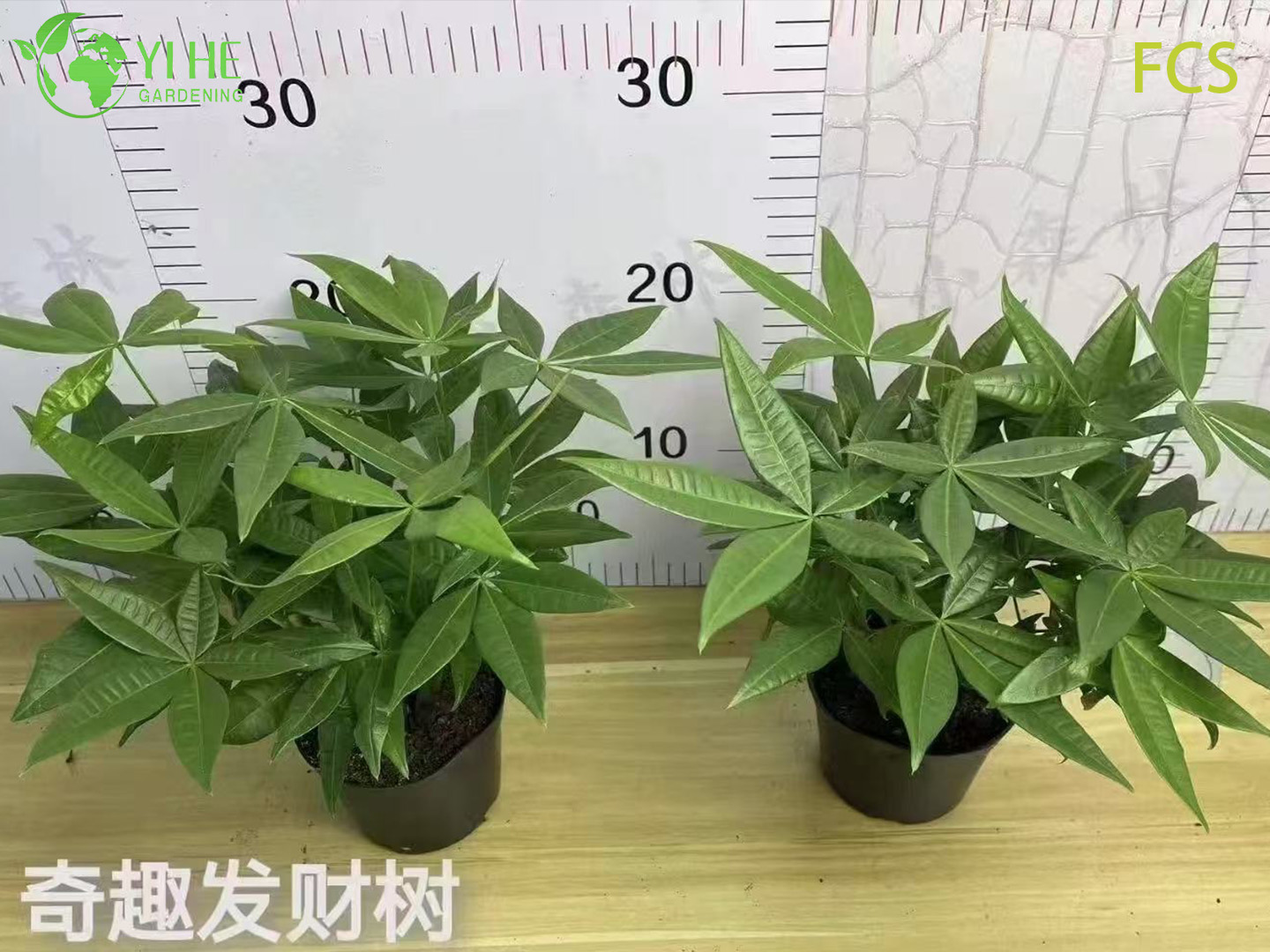 الجملة نباتات Pachira Aquatica بوعاء للمكتب الداخلي وديكور المنزل