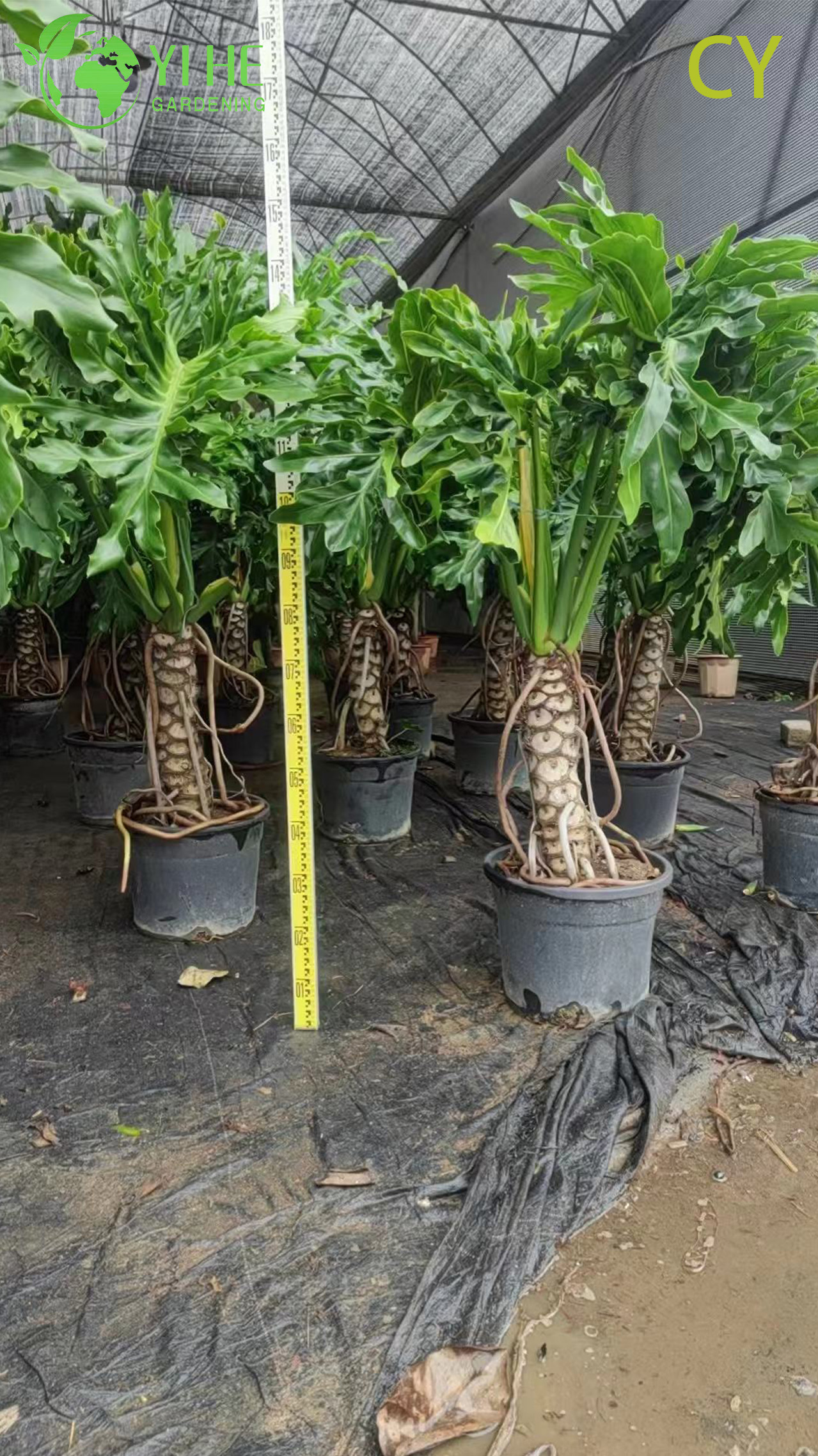ขายส่งพืชหวัง Philodendron Selloum เขตร้อนสำหรับบอนไซสวนในร่ม