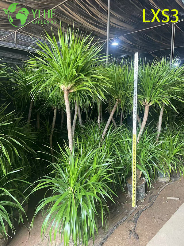 इनडोर हरियाली सजावट के लिए लंबा सिंगल-ट्रंक ड्रेकेना ड्रेको