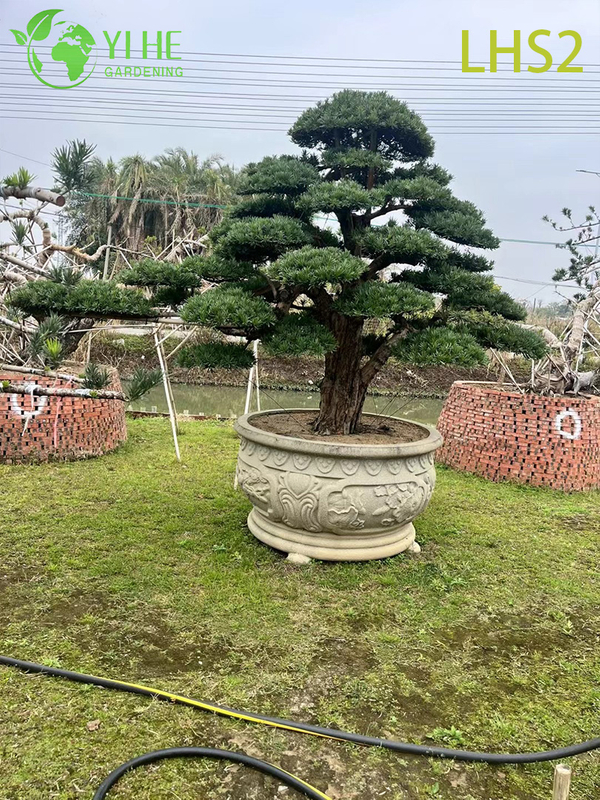 Artistiek gevormde Podocarpus Bonsai voor tuindisplay