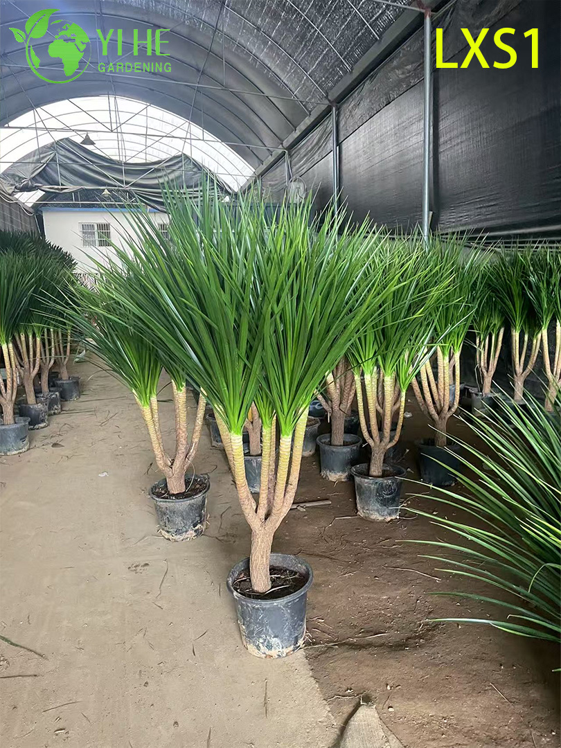 Hoher, immergr&uuml;ner Dracaena draco f&uuml;r die Innen- und Au&szlig;endekoration
