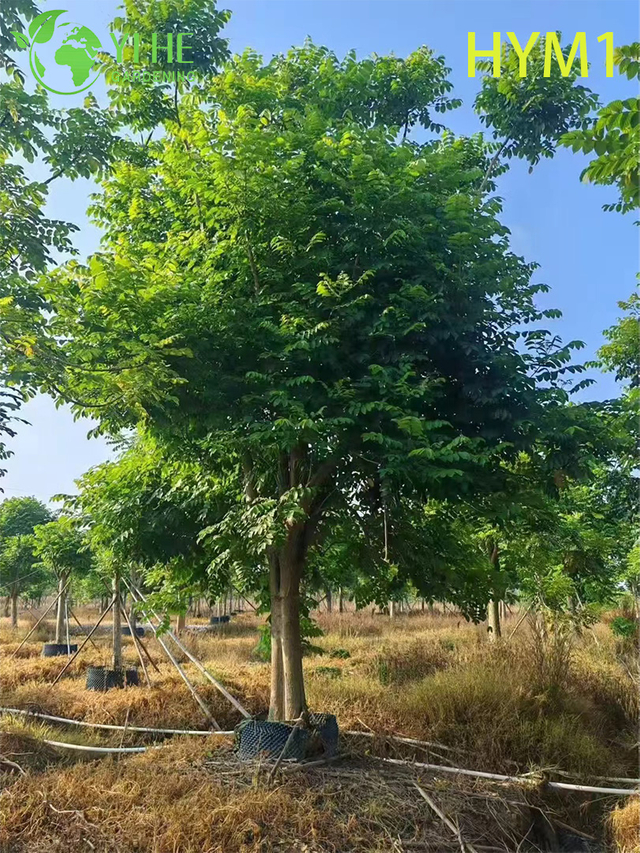 Dekorativer einheimischer bl&uuml;hender Spathodea campanulata-Baum