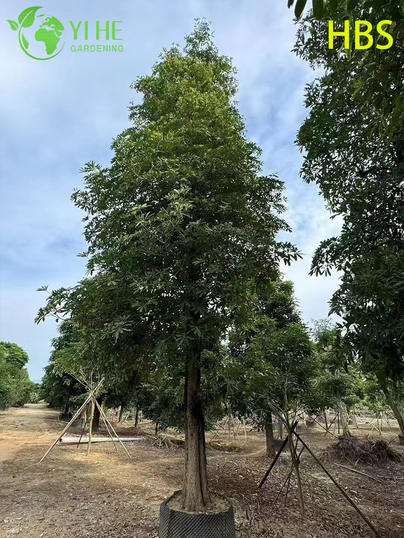 सजावटी उष्णकटिबंधीय अल्स्टोनिया स्कॉलर, सदाबहार लैंडस्केप ब्लैकबोर्ड ट्री, लंबे फूलों वाला अल्स्टोनिया पौधा, उष्णकटिबंधीय गार्डन स्कॉलर ट्री