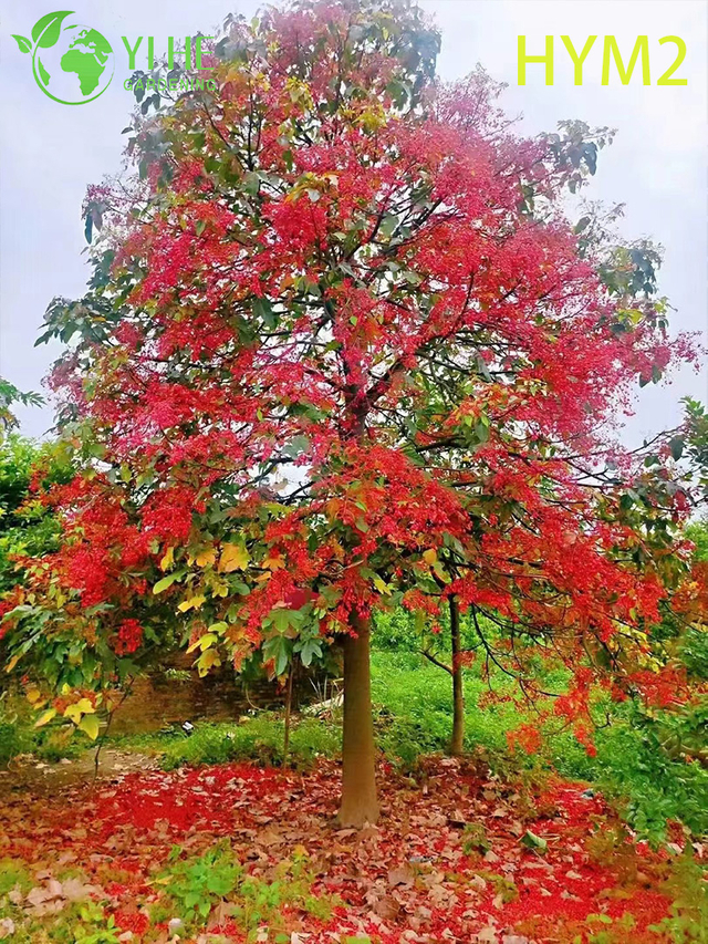 Zierlicher australischer Flammenbaum Brachychiton acerifolius