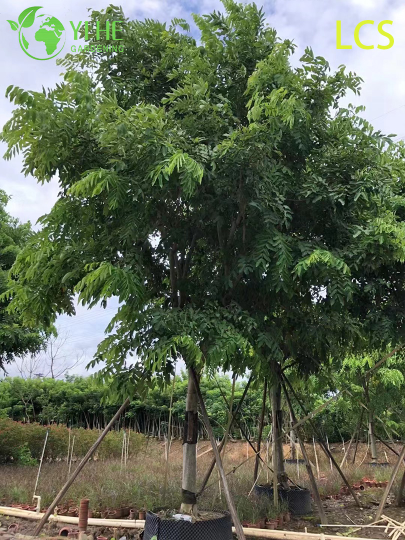 شجرة الزينة الذهبية ناسور كاسيا المزهرة