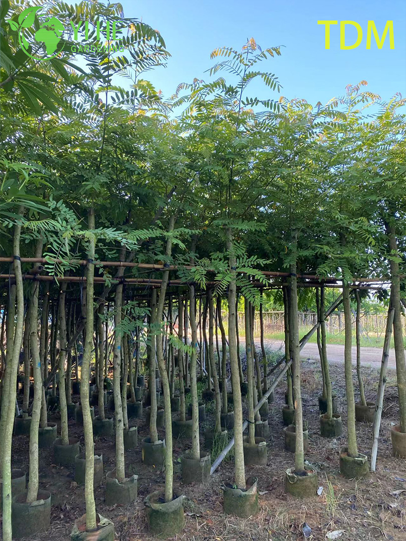 ដើមសេនណាស៊ីមេា លម្អតំបន់ត្រូពិច