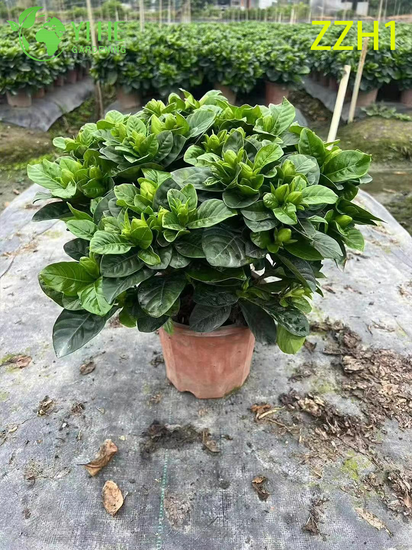 B&aacute;n bu&ocirc;n xuất khẩu Gardenia Jasminoides C&acirc;y bụi hoa cảnh chất lượng cao