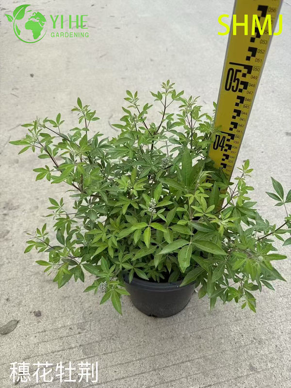 Exportation en gros Vitex Agnus-Castus Arbuste &agrave; fleurs ornementales de qualit&eacute; sup&eacute;rieure