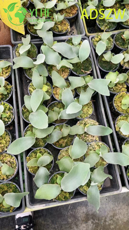 Горшечные растения Andes Java оптом для внутреннего и наружного ландшафтного дизайна и украшения