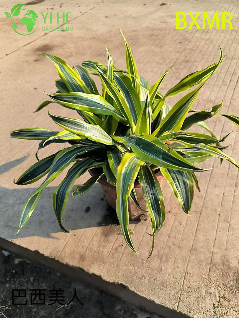 Plantes en pot de beaut&eacute; br&eacute;silienne en gros pour la d&eacute;coration tropicale int&eacute;rieure et ext&eacute;rieure