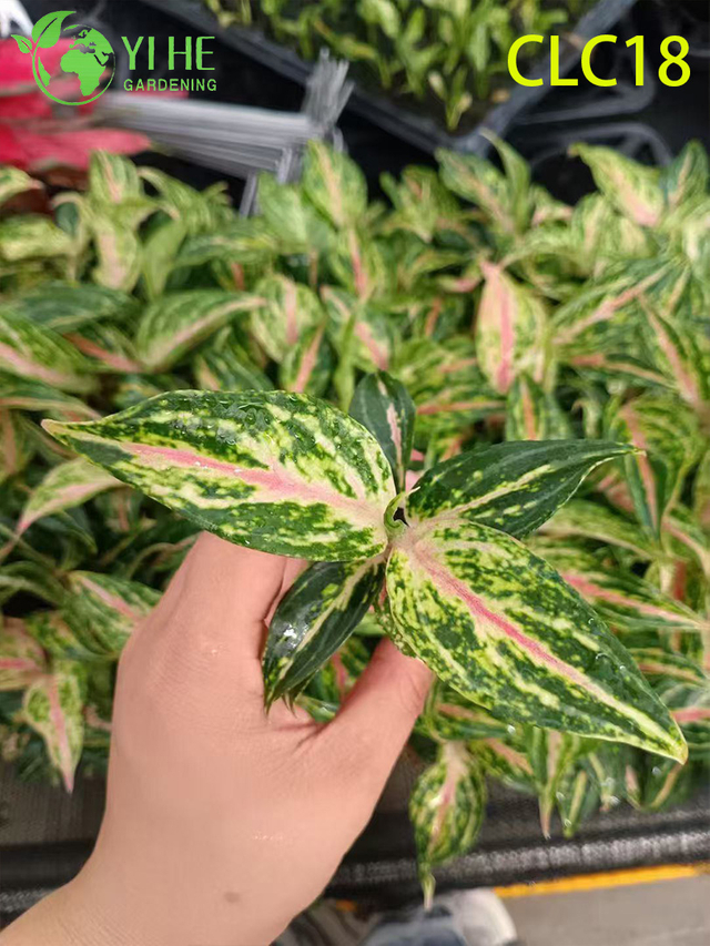 Exportaci&oacute;n al por mayor de fuegos artificiales/mariposa/espada roja Aglaonema | Pl&aacute;ntulas de follaje ornamental tropical