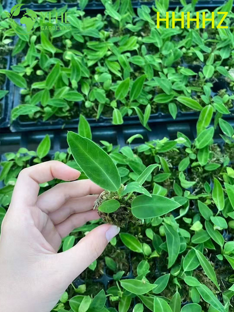 Gro&szlig;handel Export Flamingo Queen Anthurium S&auml;mlinge | Tropische Zierlaubs&auml;mlinge