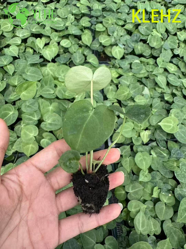 ការនាំចេញលក់ដុំ Klein Anthurium Seedlings | កូនឈើ​លម្អ​តំបន់ត្រូពិច