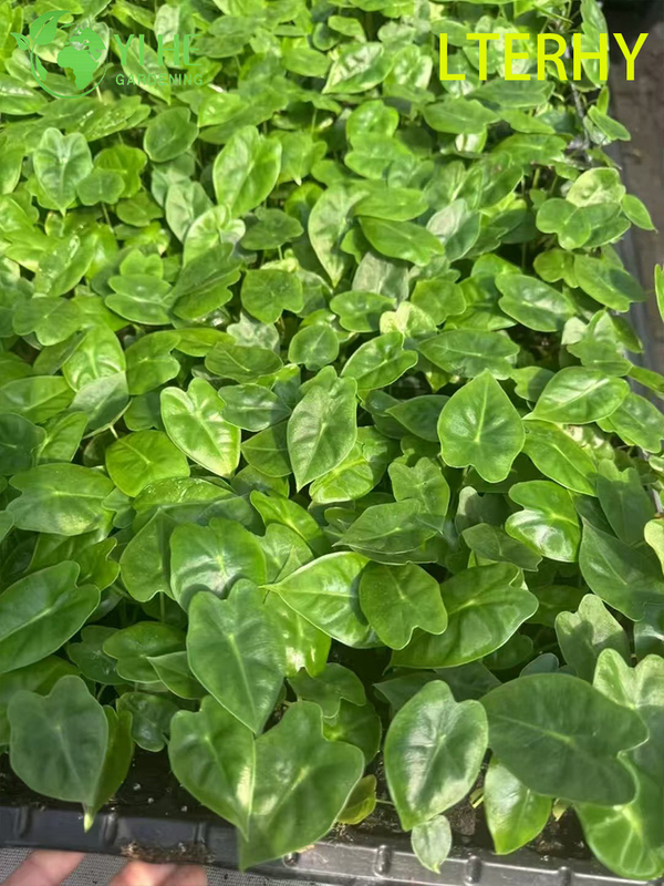 Gro&szlig;handel Export Green Velvet Alocasia S&auml;mlinge | Tropische Zierlaubs&auml;mlinge