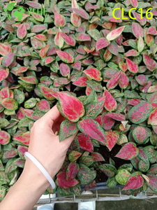 Exportaci&oacute;n al por mayor de chocolate/camuflaje/Aglaonema eterno rojo | Pl&aacute;ntulas De Plantas Ornamentales Tropicales