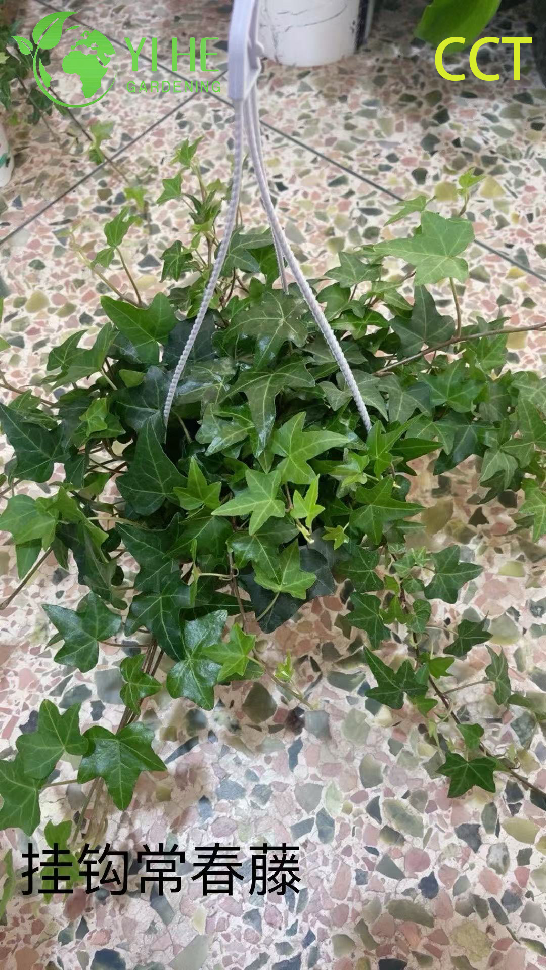លក់ដុំ Ivy Potted Plants សម្រាប់ព្យួរក្នុងផ្ទះ និងការតុបតែងការឡើងភ្នំនៅខាងក្រៅ