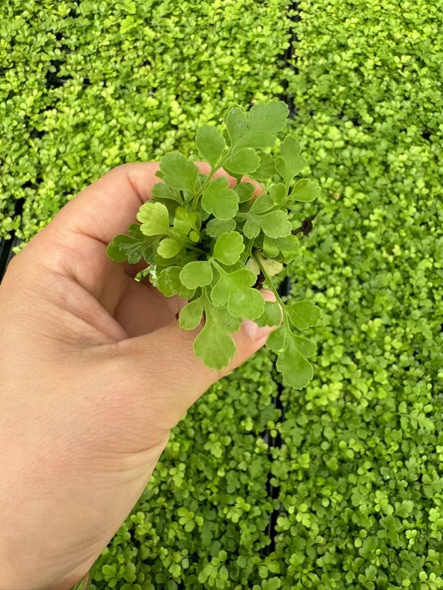 ເບ້ຍ pteridium aquilinum