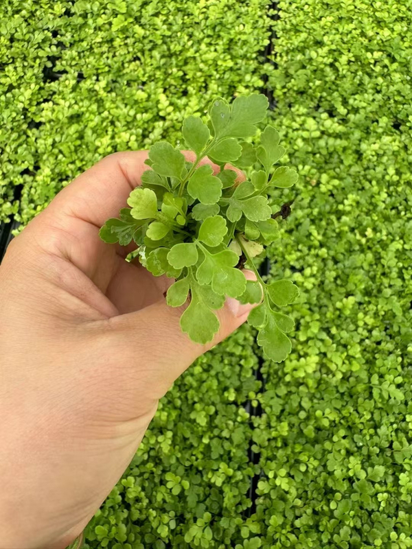 សំណាប pteridium aquilinum