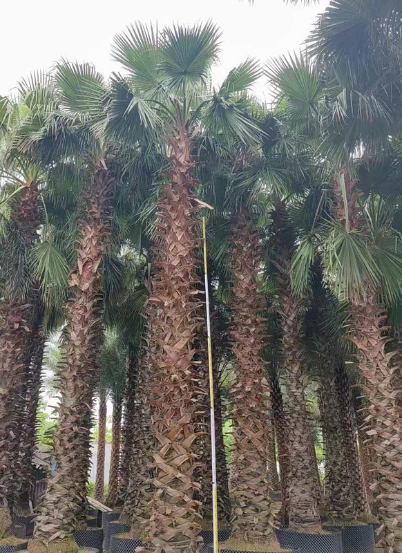 واشنطونيا روبوستا