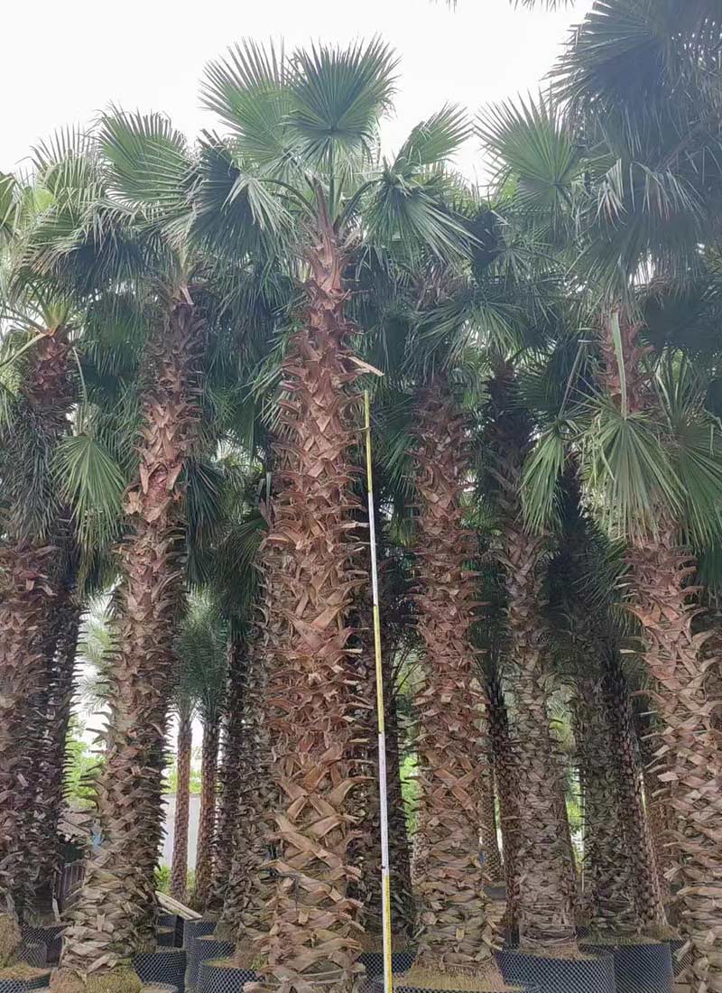 واشنطونيا روبوستا