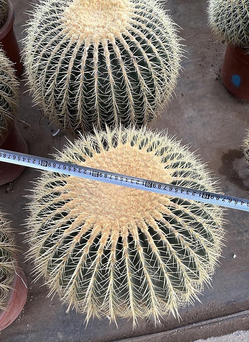 Echinops Tubullora