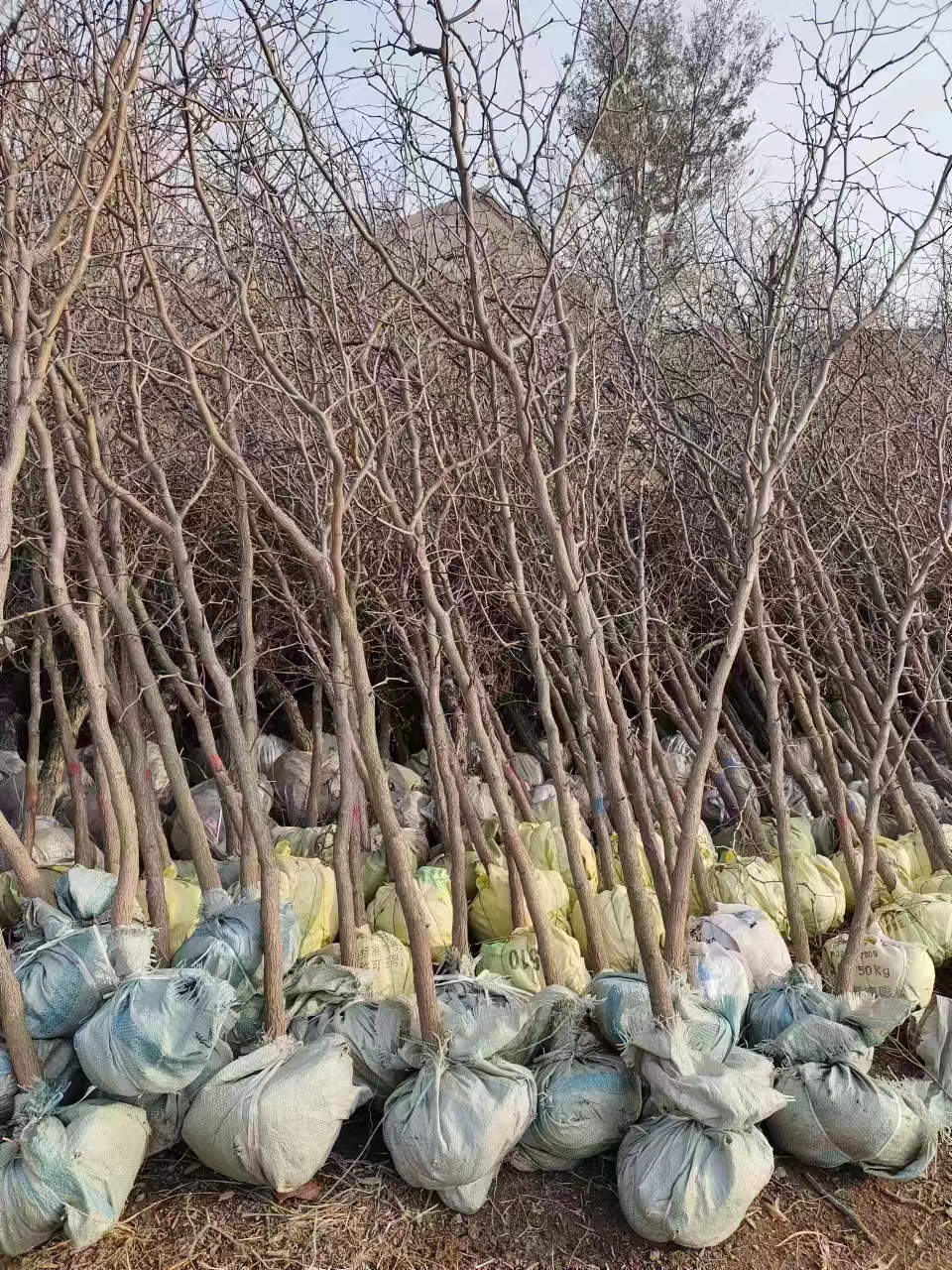 Ziziphus jujuba Mill.frutta magliette